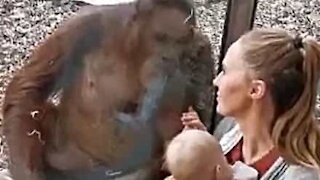 Orangotango observa pacificamente mãe e bebê