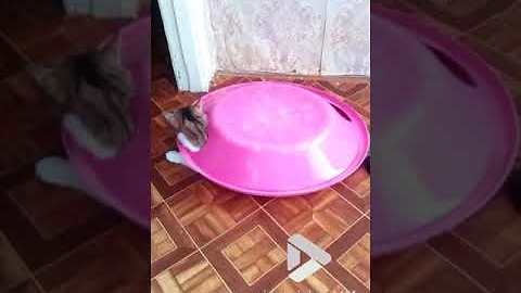 Cat is a flying saucer || ViralVideoUK