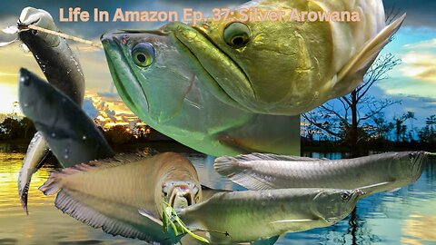 Life In Amazon Ep. 37: Silver Arowana