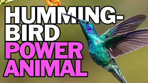 The Hummingbird Power Animal