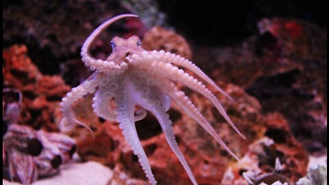 Life Octopuses and Curiosities