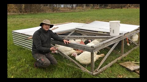 The Best Thanksgiving Turkey - Pastured Poultry