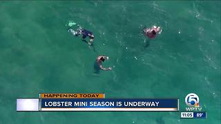 Lobster mini season underway in Florida