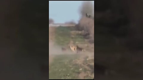 Part 2 unbelievable 😱 Hare 🐇 with high speed chasing from two Greyhounds Dogs 🐕 Galgos y liebres