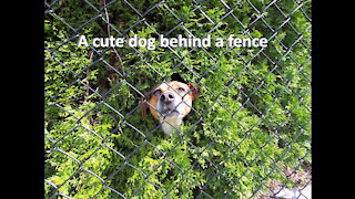 A cute dog behind a fence