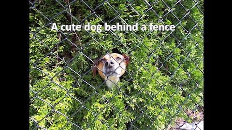 A cute dog behind a fence