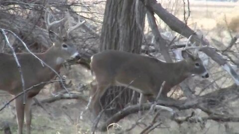 Buck Whitetail Deer Easily Jumps Fence - Two Bucks and Some Does