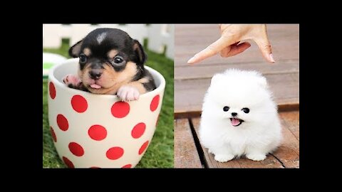 Cute Puppies 😍 | Cute Buddy 2