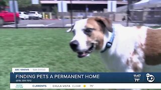 ABC 10News Pet of the Week