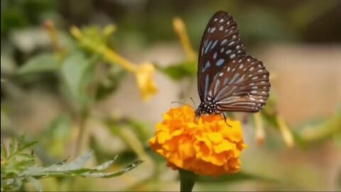 beautiful flower garden