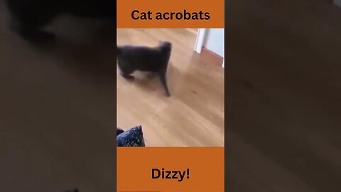 Dizzy cat!, funny animal videos, funny cats #shorts