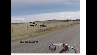 a Moose close to home!!