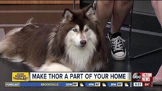 Rescues in Action June 22 | Make Thor part of your home