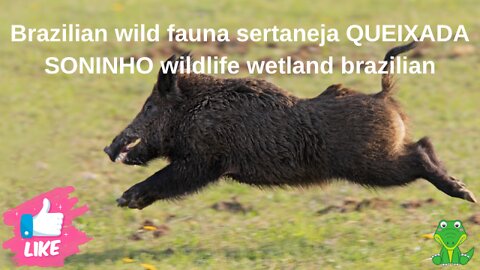 Brazilian wild fauna sertaneja QUEIXADA SONINHO wildlife wetland brazilian