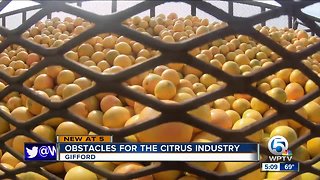 Florida citrus industry rebounding