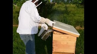 Harvesting Honey