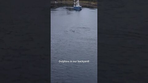 DOLPHINS in our backyard! #shorts #dolphins #drone