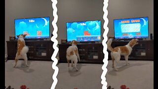 Funny dog wants to catch little man in game