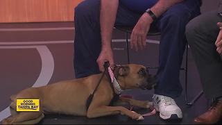 Pet of the week: Miss Gabi is a beautiful 8-month-old boxer seeking a forever family