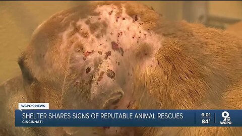 Shelter shares signs of reputable animal rescues