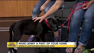 Rescues in Action Aug. 18 | Make Lenny your pal