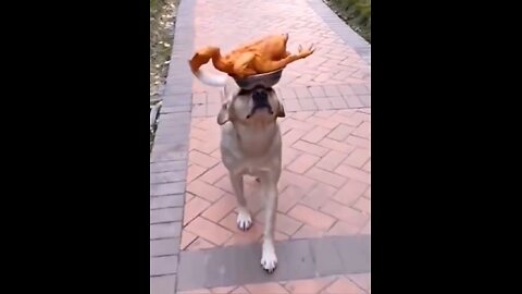 funny animals video 😂😂❤️