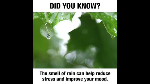 Smell of rain did you know [GMG Originals]