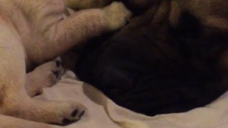Puppy interrupts huge English Mastiff's nap in annoying fashion