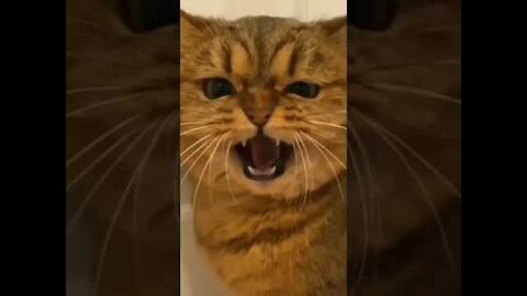 Viral video cats in hilarious situations