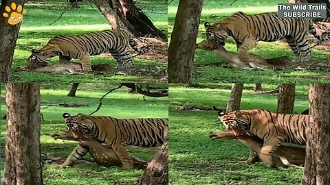 Tiger killing deer,Tiger hunting deer,Tiger preys deer Ranthambore National Park, sher ka shikar