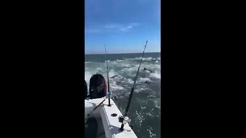 What is going on here??!! Feeding frenzy off the coast of Louisiana