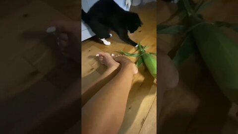 Playful cat wants 2 catch corn on the cob, she thinks it’s alive! #funnycatvideos #shorts #cats