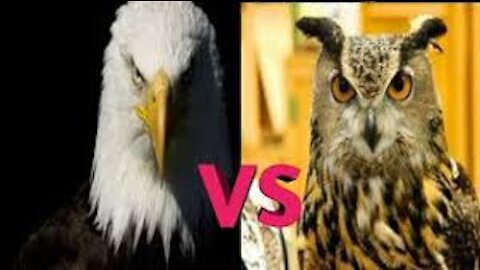 owl vs eagle comparison who will win