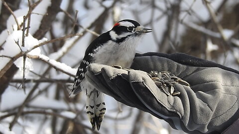 Winter Birds of Mud Lake, Ottawa, Canada, 2