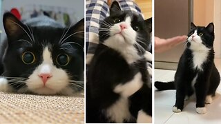 Tuxedo cat that plays rhythm like a DJ