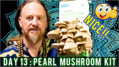 Day 13: Organic Pearl Oyster Mushroom Grow Kit (15 days to Harvest) Sustainability | How To Review