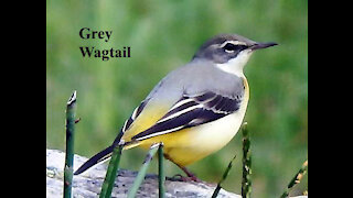 Grey Wagtail bird video