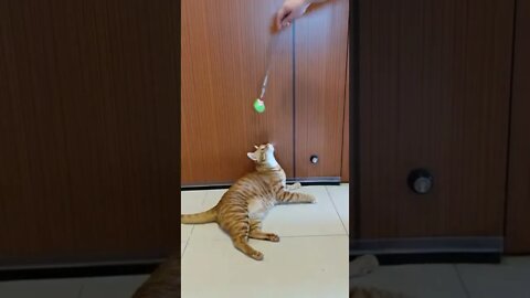 Cat playing