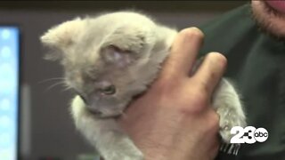 Positively 23ABC: Burned kitten finds home