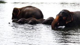 Baby elephants overjoyed to play in river