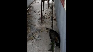 a cat fight