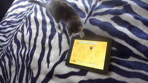 Kitten extremely focused for tablet game
