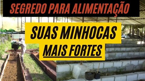 Como ALIMENTAR MINHOCAS para uma reprodução rápida e eficiente?