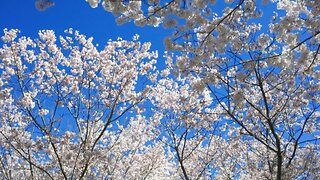 Spring Blossoms and Blue Skies