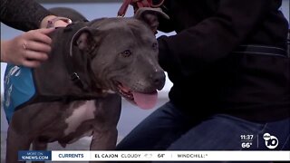 Pet of the Week: Sasha