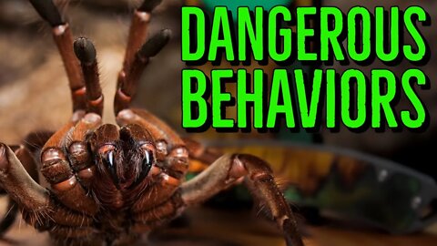 Top 5 DANGEROUS Tarantula Keeper Behaviors!