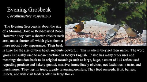 Evening Grosbeak