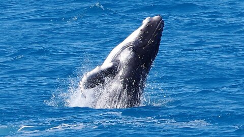 Hervey Bay The Whale Heritage Capital. #australia #whale #wildlife
