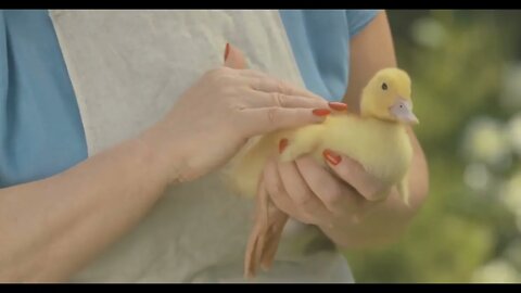 Close-up of yellow duckling quacking as unrecognizable senior woman caressing baby bird. Cute domest