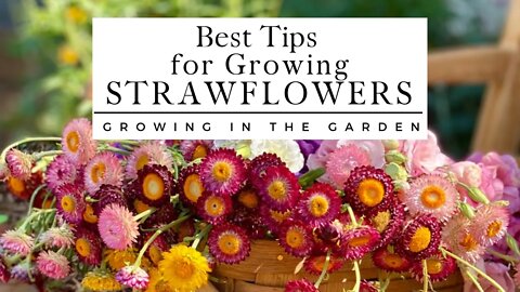 HOW to PLANT and GROW STRAWFLOWERS plus TIPS for growing strawflowers in HOT CLIMATES